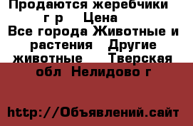 Продаются жеребчики 14,15 16 г.р  › Цена ­ 177 000 - Все города Животные и растения » Другие животные   . Тверская обл.,Нелидово г.